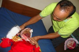 Anak delapan tahun nyaris tewas diseruduk babi