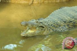 Man Survives Crocodile Attack in West Bangka