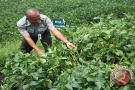  Batan: Kedelai Mutiara 2 Cocok Untuk Petani
