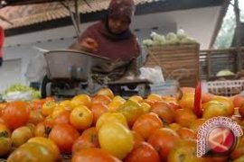 Petani Keluhkan Harga Tomat Anjlok 