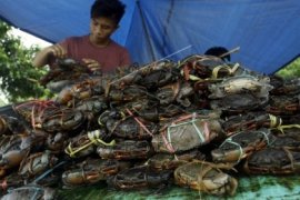 Tangkapan terbatas, harga kepiting bakau naik