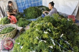 Zonasi Perairan Optimalkan Produksi Rumput Laut