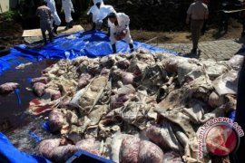 Pemusnahan Daging Celeng