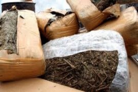 Edarkan Ganja, Tukul Ditangkap Polisi