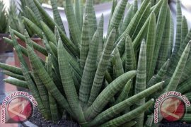  Sansevieria, Tanaman Hias Penyerap Polusi Terkuat