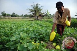 Omzet petani timun suri Bekasi naik