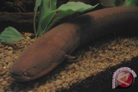  Ilmuwan Pecahkan Misteri Sengatan ikan Berdaya Listrik