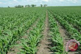 Battalion 623/BWU Successful Planting Corn and Rice