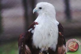 Pengunjung KBS Sepi Selama Ramadhan