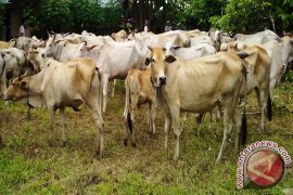 Distanak Bangka Perketat Lalu Lintas Ternak