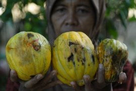 Terancam Gagal Panen