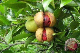 Forum Pala Aceh Kembangkan Pala Sambutan 