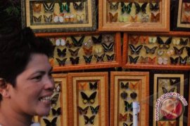 Kupu-Kupu di Gunung Merapi Diteliti