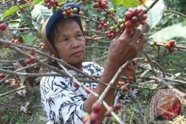 Kopi Arabika ini laku seharga Rp219 juta