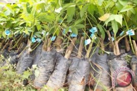 Distanbunak Bangka Barat Siapkan 100.000 Bibit Karet