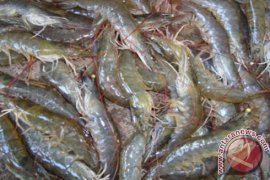 Petani Tambak di Bireun Mengeluh Harga Turun