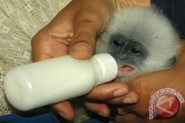 Habitat Surili Terancam Oleh Perburuan Liar