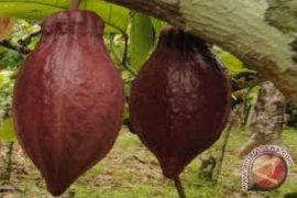 Petani Solok Tersenyum Membaiknya Harga Jual Kakao 