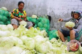 Harga Sayur Kol di Pangkalpinang Naik