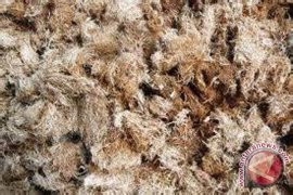 PLN Dorong Pembangunan Pembangkit Limbah Sawit