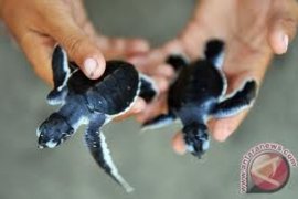 Wagub instruksikan masyarakat lindungi penyu