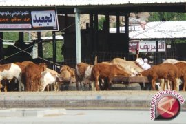 Kambing Dan Membayar "Dam" Jamaah Haji