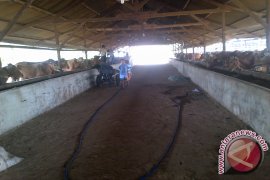 Masyarakat Pangkalpinang Pilih Peternakan Sapi Untuk Berlibur