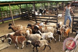 Permintaan Kambing Qurban