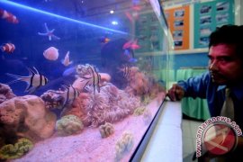 Ikan Hias Berpotensi Jadi Komoditas Ekspor