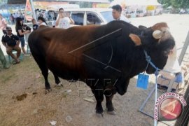 Palu Juara Umum Kontes Ternak Sulteng