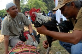 Lomba Seni Ayam Ketawa