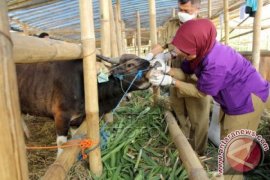 Petugas pantau kesehatan hewan kurban hingga penyembelihan