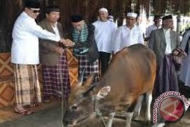 Disnak Biak perketat pemeriksaan kesehatan hewan kurban