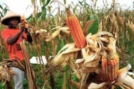 Produksi Jagung Di Banten 11.754 Ton