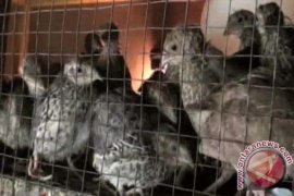  Indonesia Masih Kekurangan Bibit Puyuh