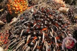 Harga Minyak Sawit Mentah Sumsel Naik Jadi Rp7.666 Kg
