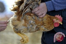 Indonesia amps up surveillance to prevent bird flu in humans