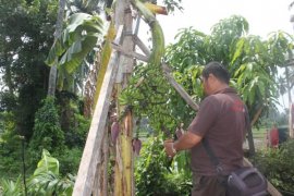Pisang Berjantung Empat Tumbuh di Agam