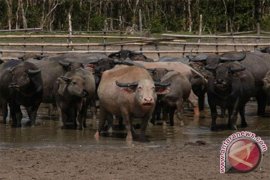 Swamp Buffalo Potentially for Culinary Industry