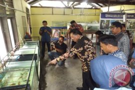 SUPM Ladong Kembangkan Udang Windu Terbaik