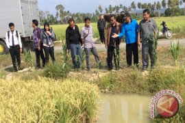 DKP-BI Palu Kembangkan Teknologi Mina-Padi Di Malonas