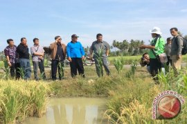 Traktor Tangan Bantuan BI Sejahterakan Petani Malonas