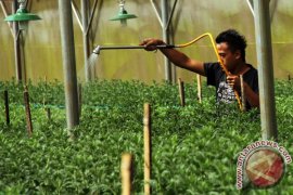 BUDIDAYA BUNGA KRISAN Page 1 Small