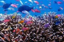 DKP: Keterlibatan Masyarakat Awasi Ekosistem Laut Diperlukan