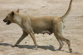 Banten Targetkan Bebas Rabies 2018