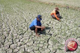 Menyiasati kemarau tak menjadi bencana