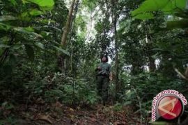 Memburu Perambah Hutan Di Kawasan Taman Nasional  