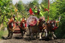 Jembrana Pertahankan Makepung Cegah Alih Fungsi Lahan