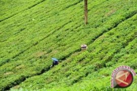 Distanbunnak Bangka Barat Kaya Potensi Wisata Agro