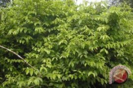 Harga Gambir Tembus Rp100 Ribu Per Kilogram